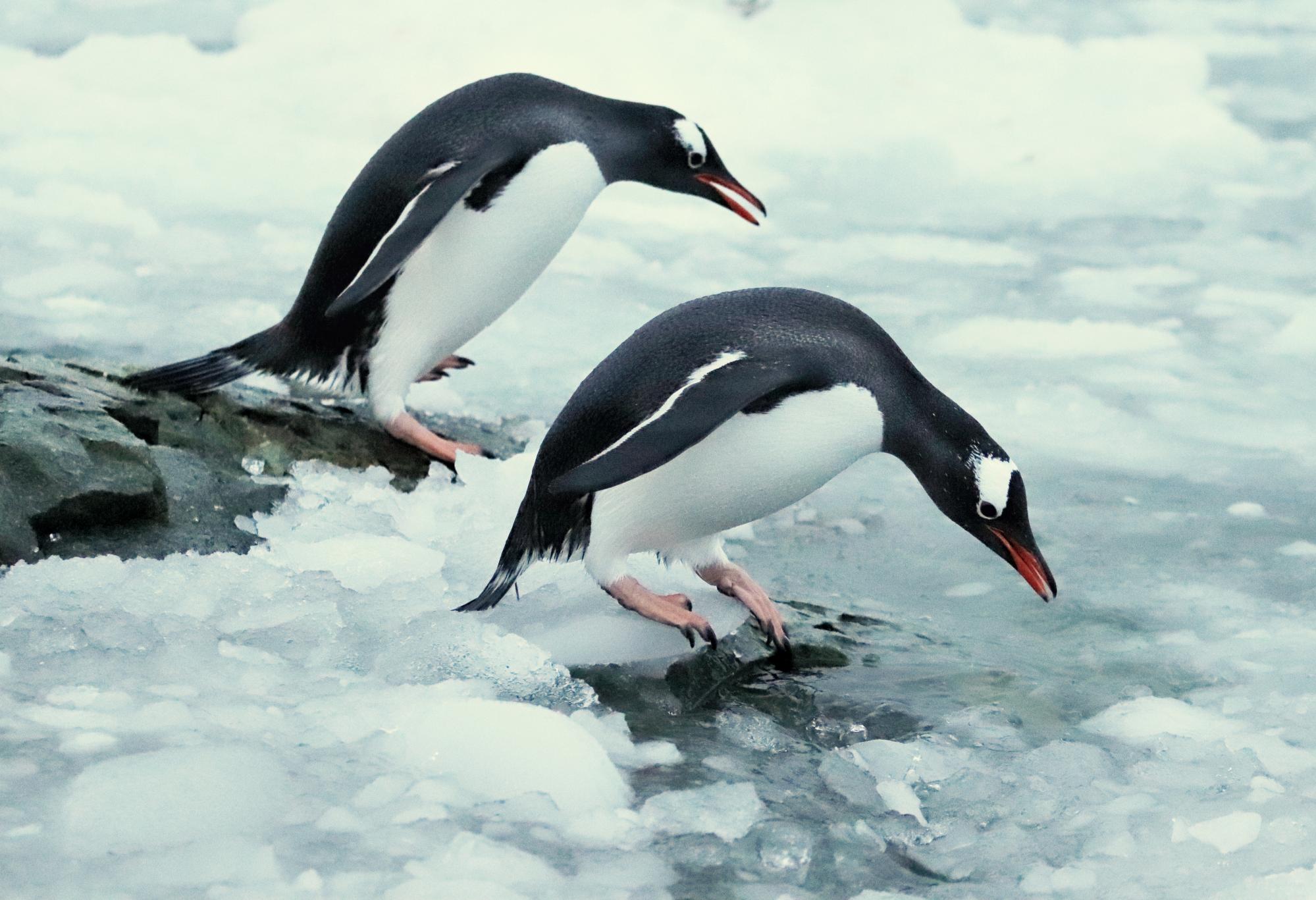 Пингвины без льда, тюлени без укрытия: как меняется жизнь животных Антарктики